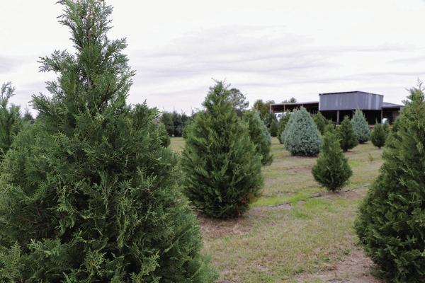 Live Christmas trees sales have been very brisk during the early holiday season. CONTRIBUTED PHOTO