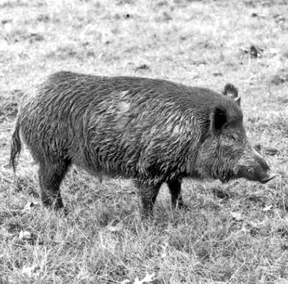 Texas Parks and Wildlife Game Warden Mike Novak said the issue of feral hogs remains a pressing concern in Austin County. COURTESY PHOTO