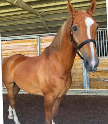 “I pod” is the “pride” of the stables at Bluebonnet Farms due to the many awards he has won.