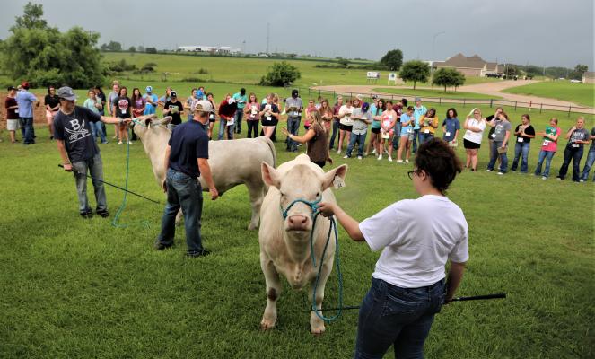 Hundreds of junior high and high school students participated in the livestock judging camps hosted by the Blinn College Department of Agriculture last week in Brenham.