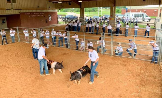 Camp counselor and Sealy High School alumnus Avery Oliver, right, shows an example during one of the exercises at the Blinn College Livestock Judging Camp last week in Brenham.