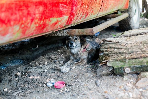22 dogs and four cats were rescued from 'deplorable living conditions' at a Sealy property Wednesday, July 28. COURTESY SPCA