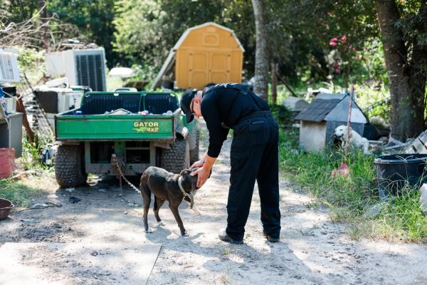 The Houston SPCA saved 26 neglected animals from a Sealy property July 28. COURTESY SPCA