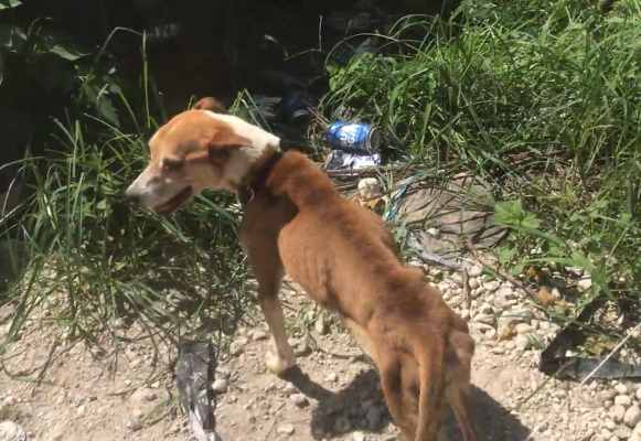 Dogs were chained to debris without access to clean food or water at a property in Sealy where 22 dogs and four cats were rescued Wednesday, July 28. COURTESY SPCA