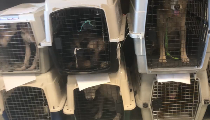 The rescued animals are under the care of SPCA where they received inoculations and evaluations to start their road to recovery Wednesday, July 28. COURTESY SPCA