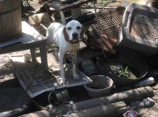 Dogs were chained to debris without access to clean food or water at a property in Sealy where 22 dogs and four cats were rescued Wednesday, July 28. COURTESY SPCA