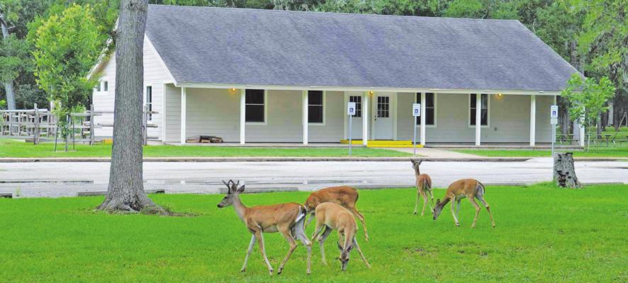 During the summer months, evening wildlife hikes are an excellent activity in Stephen F. Austin State Park. CONTRIBUTED PHOTO