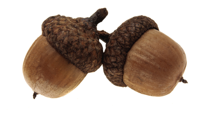 What to know about dogs and acorns