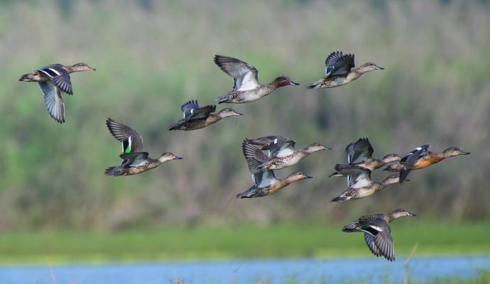 Avid hunters have been patiently waiting for the Brazos River Authority (BRA) to set the 2025 dates for its annual drawings for designated waterfowl hunting blind locations on its three reservoirs.