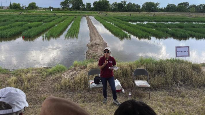 The Eagle Lake Rice Field Day will offer an opportunity for producers to tour the research station, making stops along the way to hear from AgriLife Research and Extension scientists concerning specialty rice breeding, plant physiology, and plant nutrient, insect, weed, and disease management.