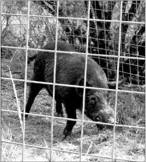 The Austin County Feral Hog bounty program is still ongoing. CONTRIBUTED PHOTO