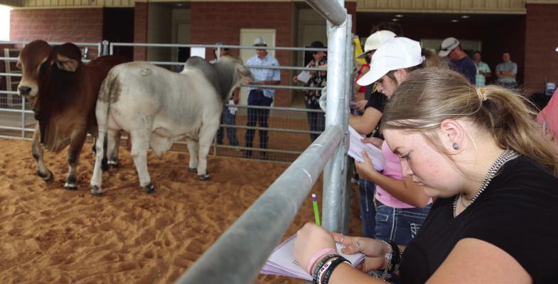 4-H members competing in the State Roundup livestock judging contest look over a pen of Brahman bulls at a Blinn College “mini-camp.”