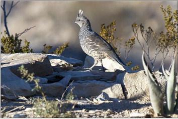 The Texas Parks and Wildlife Department will host the Feather, Furs and Farming series Sept. 29 at the Immaculate Conception German Catholic Church in Industry. COURTESY PHOTO