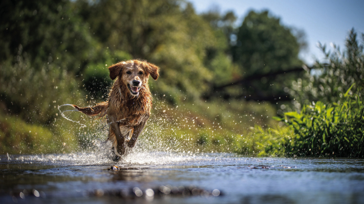 A risk in the ripple: Understanding Heterobilharzia americana in dogs