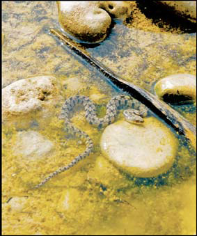 Pictured is a “diamond-back water snake,” a common, non-venomous but occasionally aggressive reptile, if threatened. They are usually in water, but also inhabit shoreline grass, and can bite. They’re a threat to fish on a stringer and will sometimes hold their position. If bitten by any snake, seek medical attention quickly, but calmly, taking identifying evidence of the snake with you. If unsure of identity and time permits, Google for pictures. PHOTO BY JOHN JEFFERSON