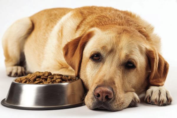Taking steps to alleviate interdigital cysts in dogs 