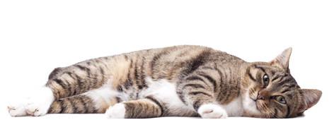 What to know about the triple threat of triaditis in cats
