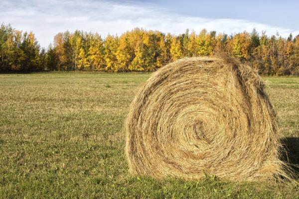 Hay samples need for annual analysis show