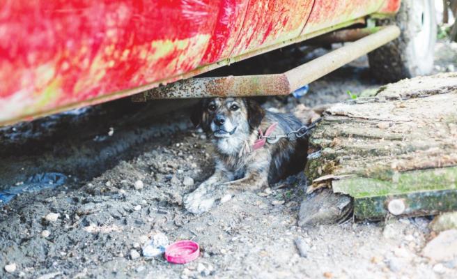 22 dogs and four cats were rescued from ‘deplorable living conditions’ at a Sealy property Wednesday, July 28. COURTESY PHOTO