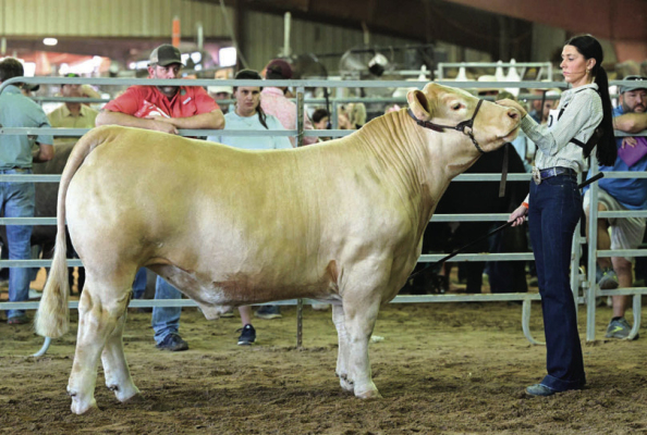 Welcome 4-H's Mia Janosky shows off her steer project at this year’s Austin County Fair. The project was selected as the grand champion entry this year. COURTESY PHOTO