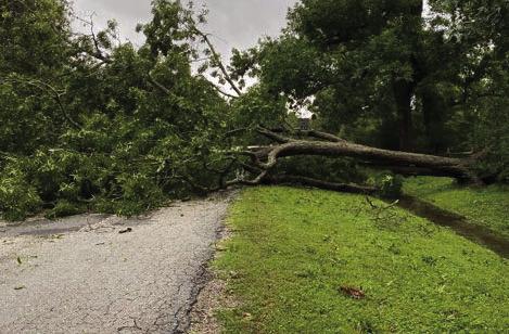 One of the many trees down at Stephen F. Aus_n State Park that had to be cleaned up in the a_ermath of Hurricane Beryl. Courtesy photo
