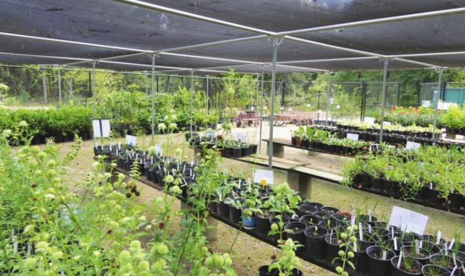The Houston Arboretum’s Fall Plant Sale on Friday and Saturday, Oct. 29-30 offers many choices of plants and flowers that can attract bees, butterflies and birds to your garden.