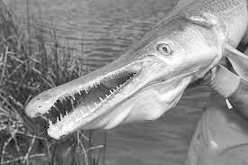 Alligator Gar COURTESY PHOTO