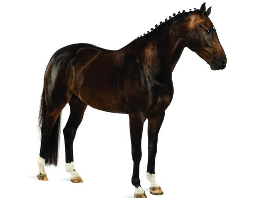 When growing pains take the reins: Osteochondrosis in horses