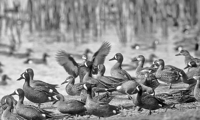 Last weekend marked beginning of teal season