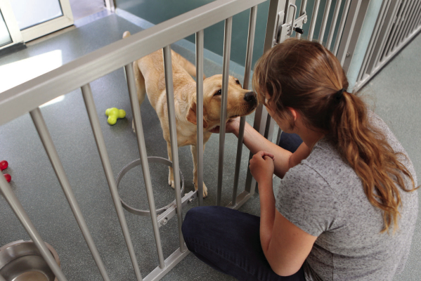 Planning ahead: Reducing stress when boarding your pet