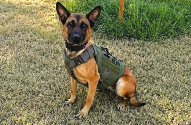 Ozi is one of the K9s selected to participate in the Protection4Paws campaign. COURTESY PHOTO