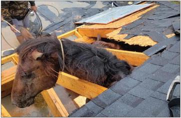 Emergency personnel rescue horse after collapse 