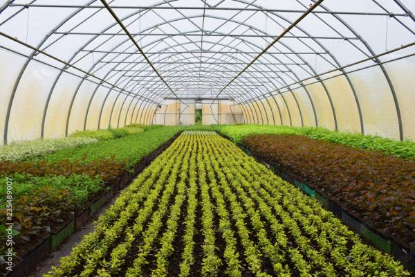 Horticulture committee offering scholarships