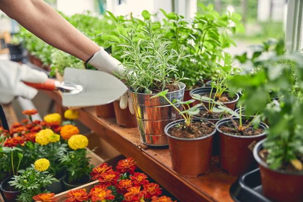 The Bluebonnet Master Gardeners of Austin County are pleased to present the 2024 “Lunch-N-Learn” series which will be hosted on the third Tuesday of each month from January through May. Overall, the series will feature topics related to horticulture with homeowners and backyard gardeners in mind.