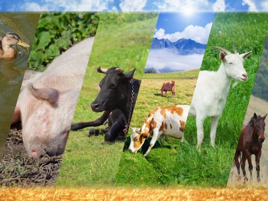 Abbott appoints four to Texas Animal Health Commission
