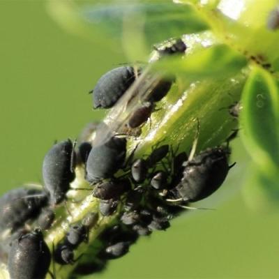 Extension Office to host applicator training classes. 