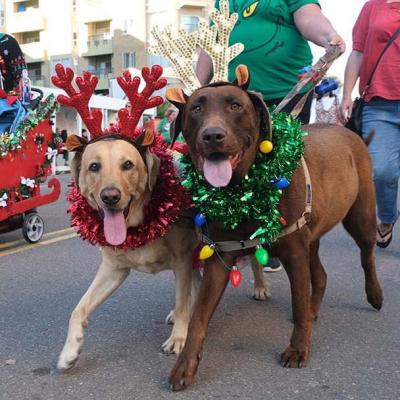 FANTASY OF LIGHTS PET SHOW
