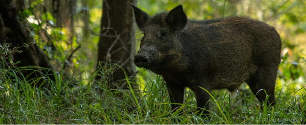 Feral hog bounty still ongoing