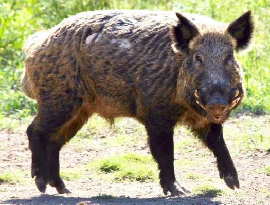 County feral hog bound still underway