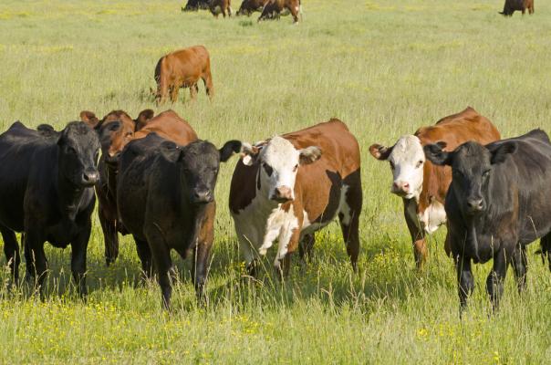 County sets beef cattle management seminar