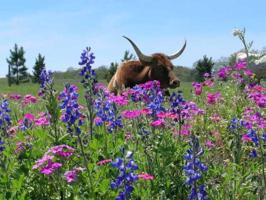 Walkable community to be built in Austin County