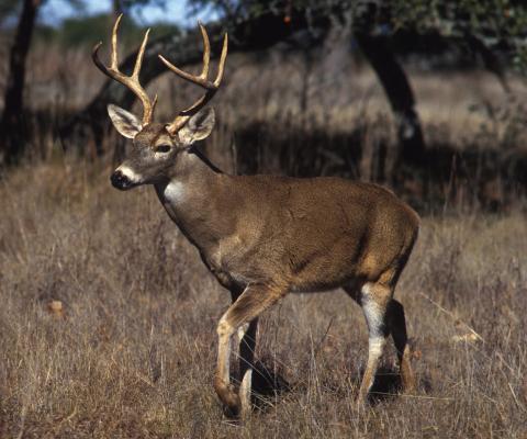 White-tailed Deer Population Looks Strong Ahead of Archery-Only Season