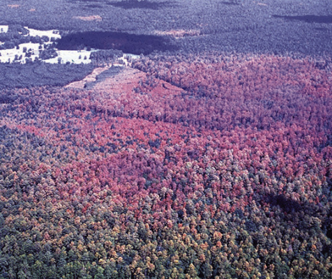Texas A&amp;M Forest Service is offering landowners financial and technical assistance through the Southern Pine Beetle Prevention Program. Applications for this cost-share program are open now and will close on Jan. 31, 2026, at midnight. COURTESY PHOTO