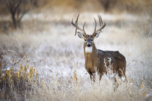 Texas Game Wardens near conclusion of ‘Ghost Deer’ case with 24 suspects, 1,400 charges filed statewide