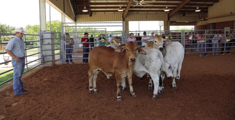 Blinn College livestock judging coach Quest Newberry (left) helps 4-H judging teams evaluate a pen of Brahman heifers.