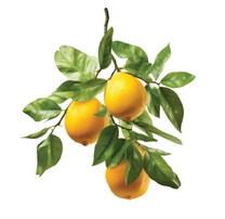 Bluebonnet Master Gardener Fruit & Citrus tree sale set Aug. 29