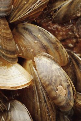 Lake Nasworthy ‘infested’ with invasive zebra mussels