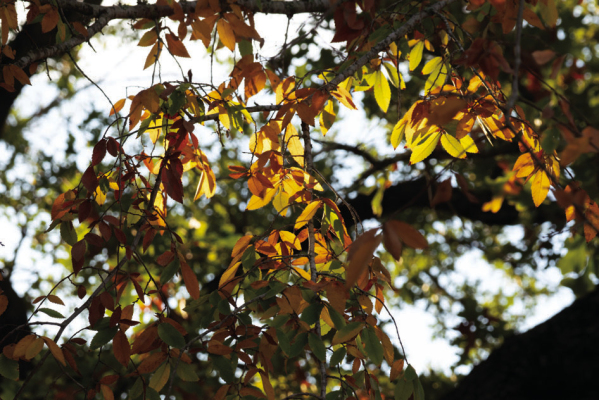 The transition of trees’ colors from lush green to a variety of warm tones annually marks the changing of seasons, often inducing strong anticipation for a chance to catch a glimpse of the magic. COURTESY PHOTO