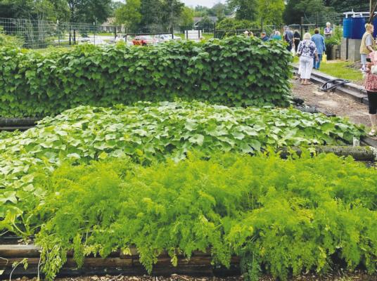 Master Gardeners finalize annual plant sale
