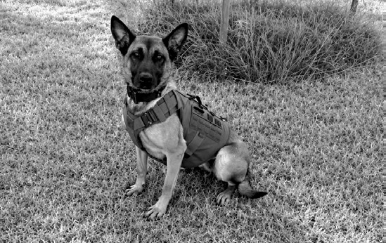 Sealy Police expands K-9 Unit with new team